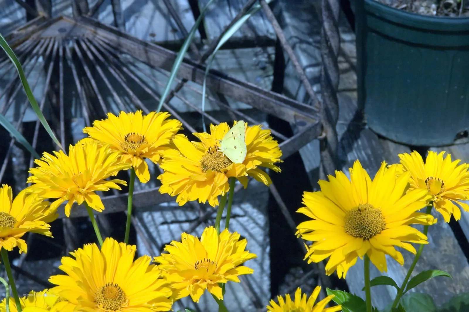 Summer Sun Oxy Eye Sunflower (Heliopsis Helianthoides 'Summer Sun') — commonly referred to as the Summer Sun Oxy Eye Sunflower; perennial for full or half