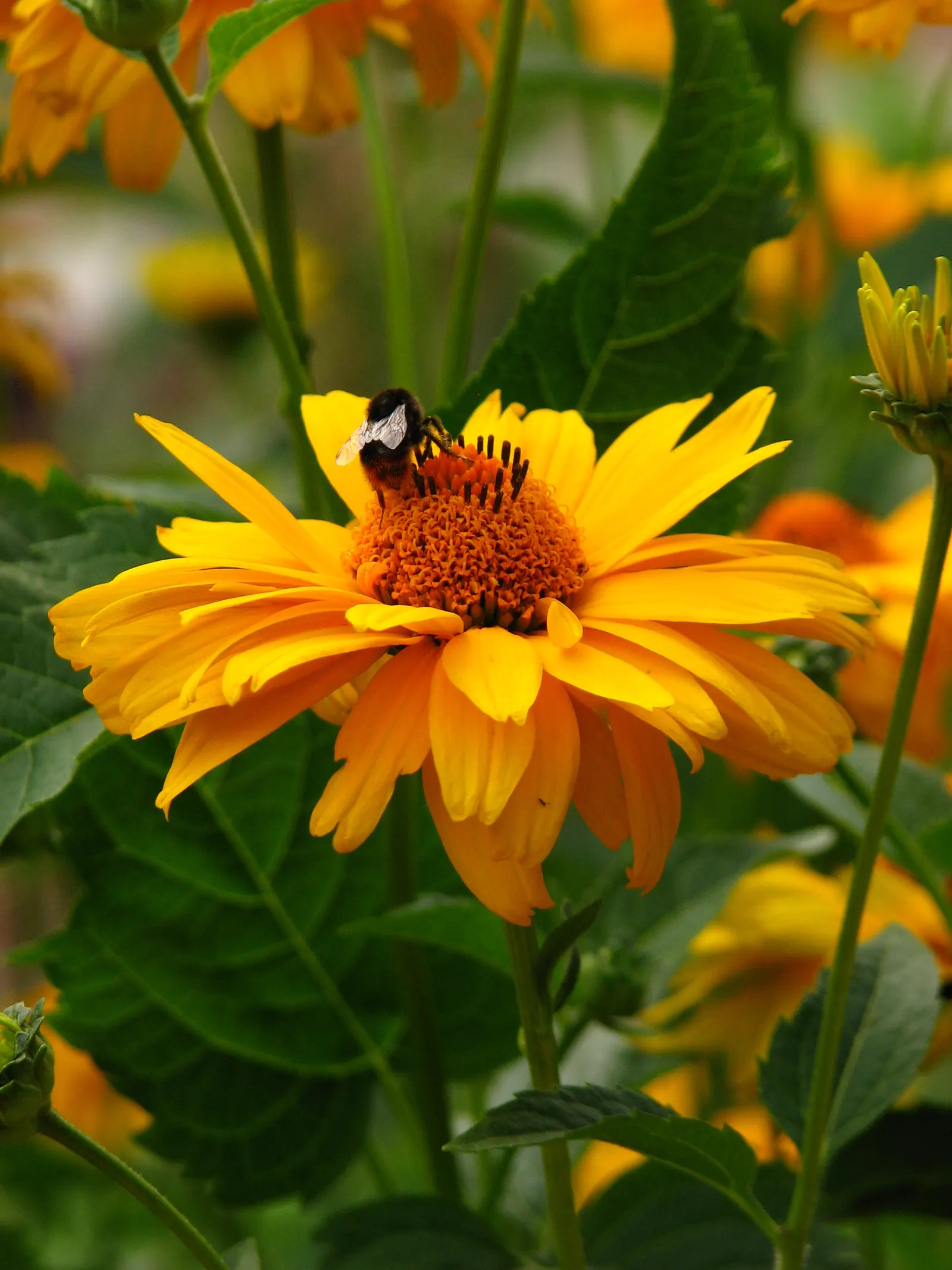 Summer Sun Oxy Eye Sunflower (Heliopsis Helianthoides 'Summer Sun') — perennial with gold blooms; its sturdy stems seldom require staking, even, image 91