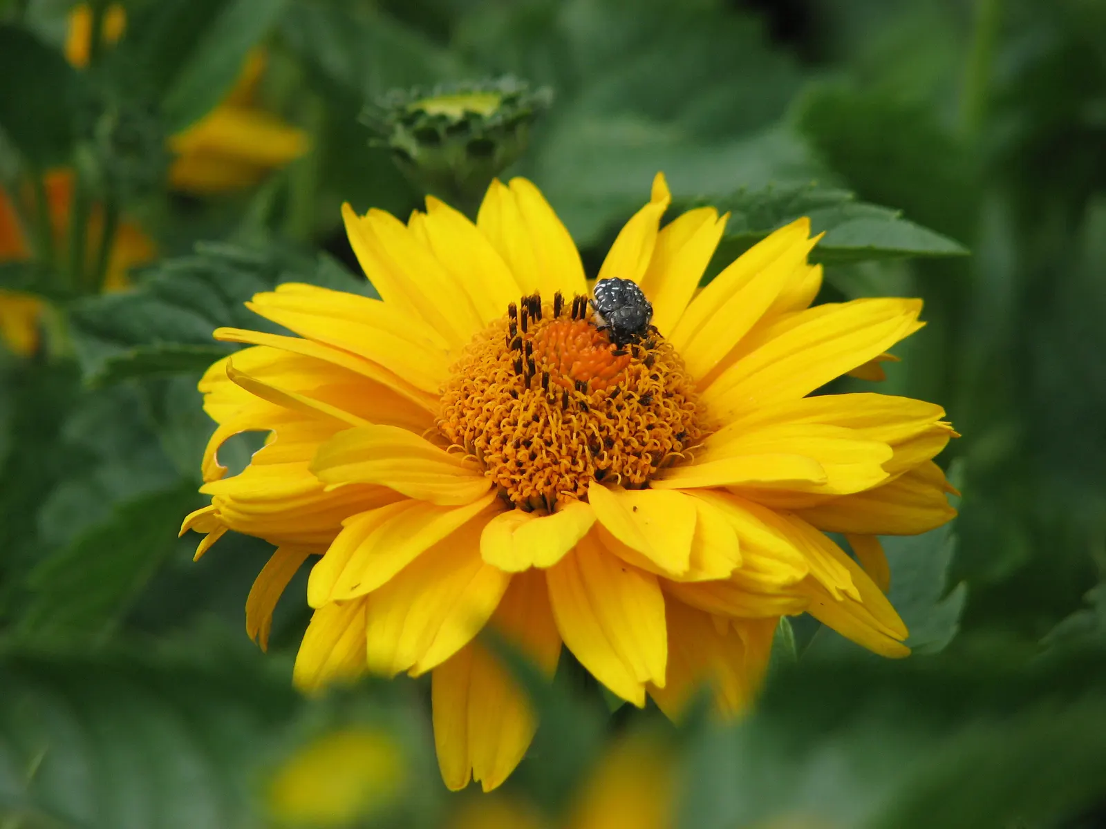 Summer Sun Oxy Eye Sunflower (Heliopsis Helianthoides 'Summer Sun') — though it flourishes best in well-drained soils