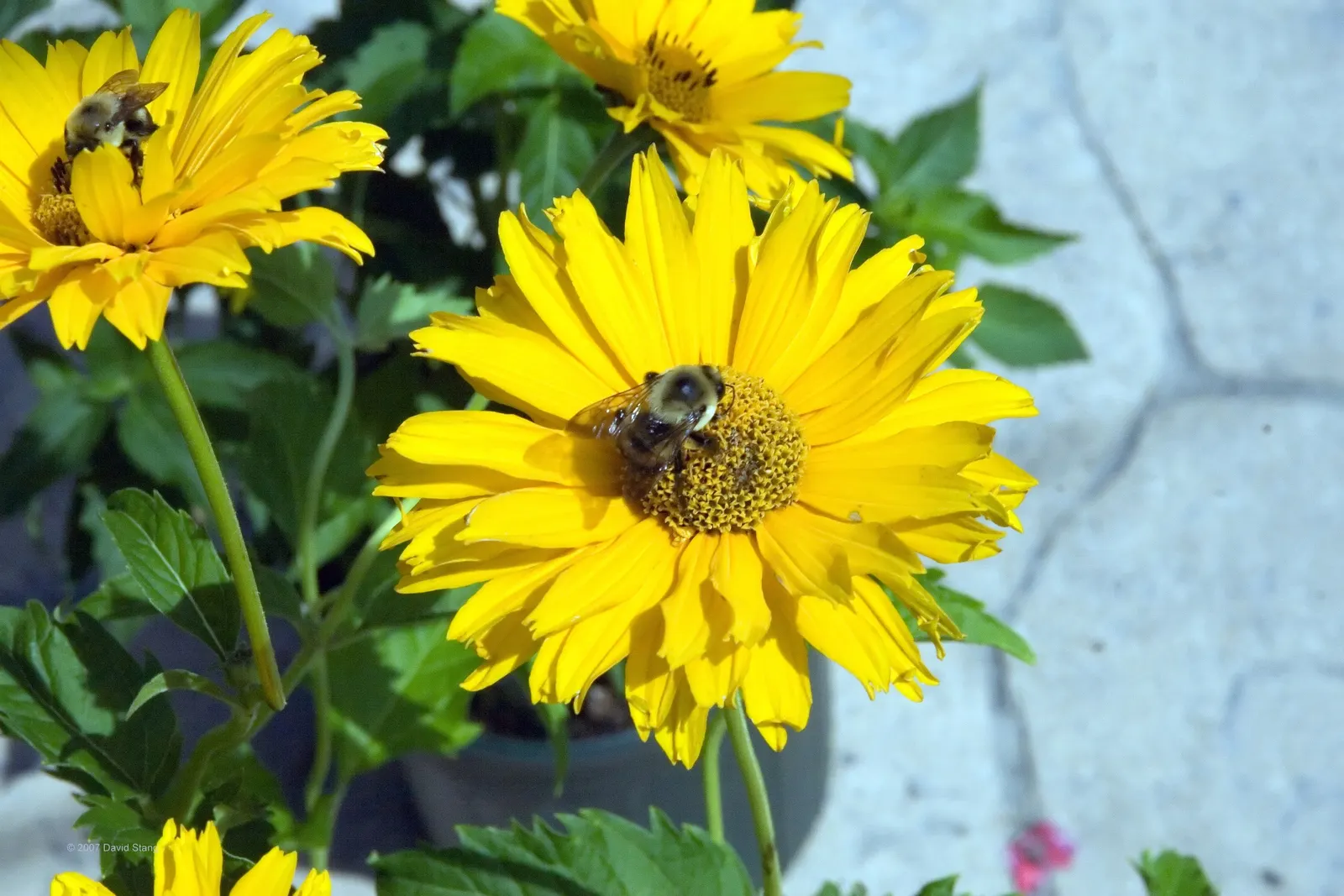 Summer Sun Oxy Eye Sunflower (Heliopsis Helianthoides 'Summer Sun') — perennial for full or half; with minimal care, this plant will be a delightful and