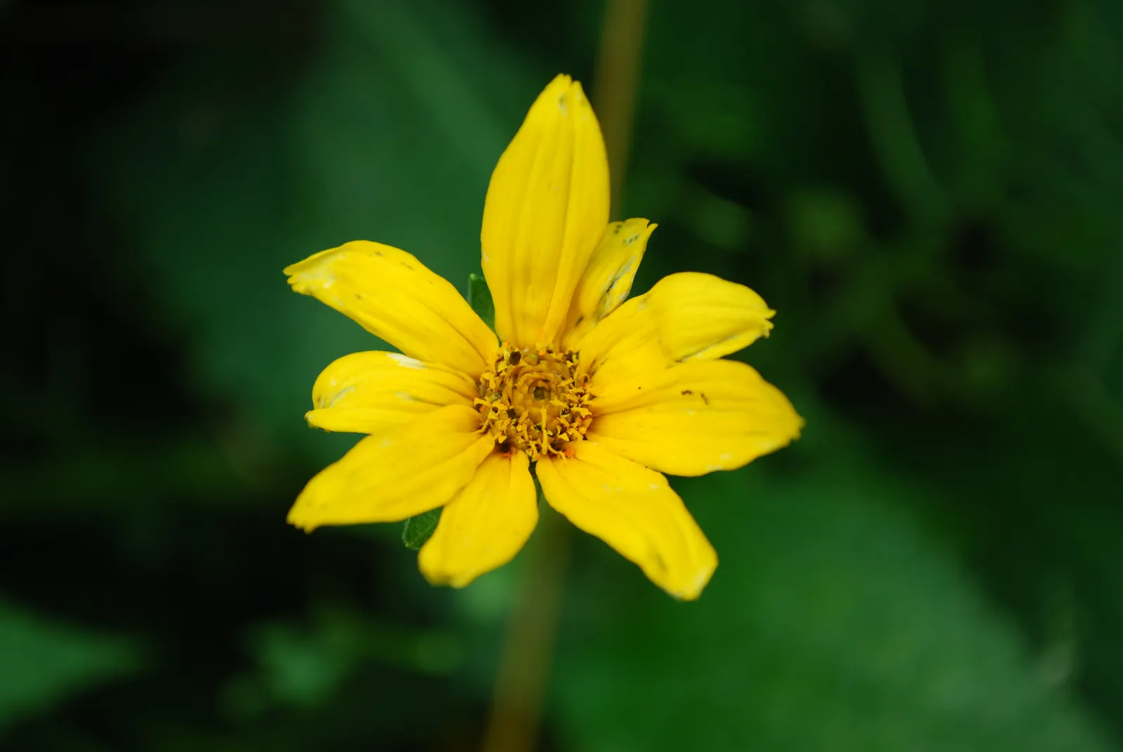 Summer Sun Oxy Eye Sunflower (Heliopsis Helianthoides 'Summer Sun') — this sunflower thrives in zones 3 through 9 and is adaptable to a wide range of soil