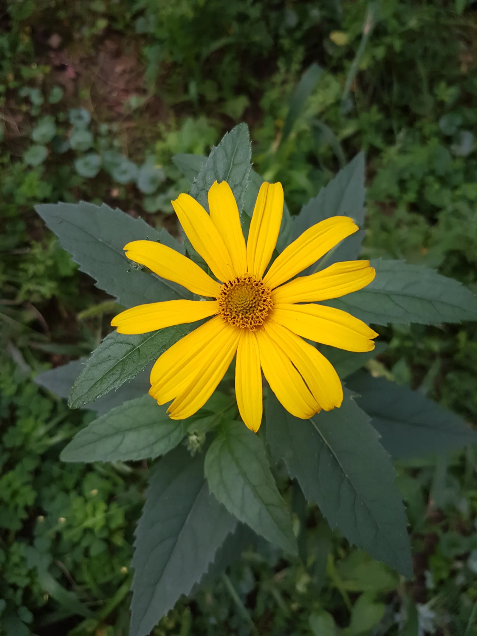 Summer Sun Oxy Eye Sunflower (Heliopsis Helianthoides 'Summer Sun') — though it flourishes best in well-drained soils; its drought tolerance and low, image 62