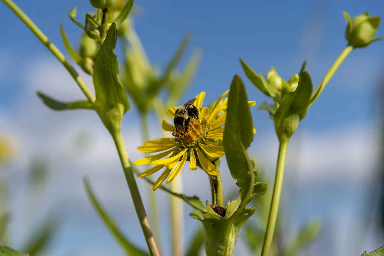 Summer Sun Oxy Eye Sunflower (Heliopsis Helianthoides 'Summer Sun') — With minimal care, this plant will be a delightful and enduring feature in any landscape