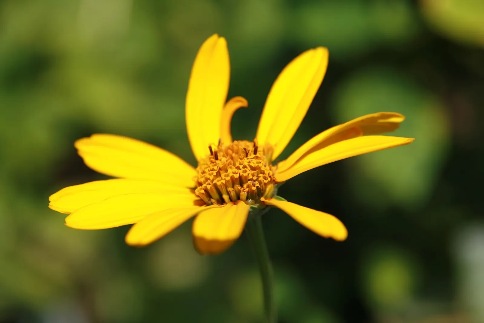 Summer Sun Oxy Eye Sunflower (Heliopsis Helianthoides 'Summer Sun') — This robust plant boasts daisy-like flowers with golden yellow petals, image 78