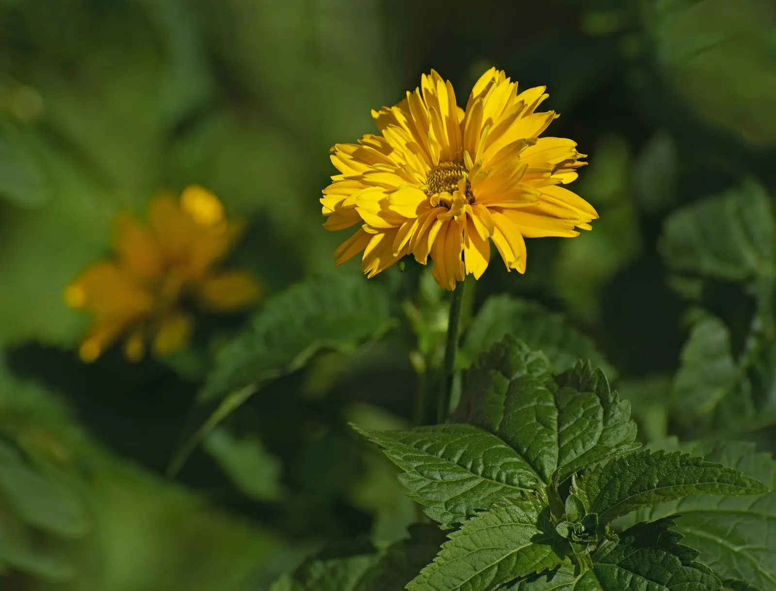 Summer Sun Oxy Eye Sunflower (Heliopsis Helianthoides 'Summer Sun') — low-maintenance choice for vibrant landscapes; though it flourishes best in well-drained