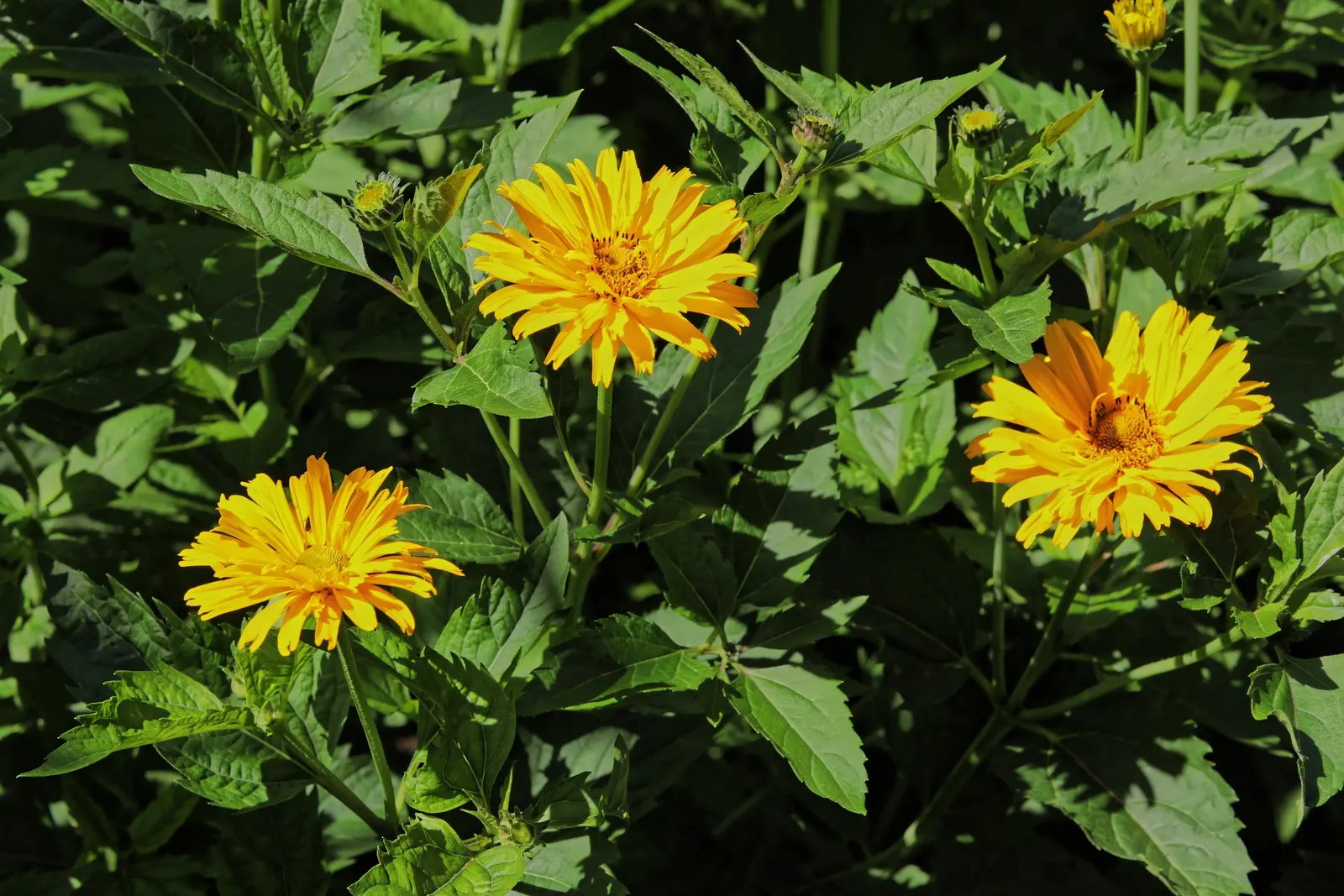 Summer Sun Oxy Eye Sunflower (Heliopsis Helianthoides 'Summer Sun') — commonly referred to as the Summer Sun Oxy Eye Sunflower; perennial for full, image 53