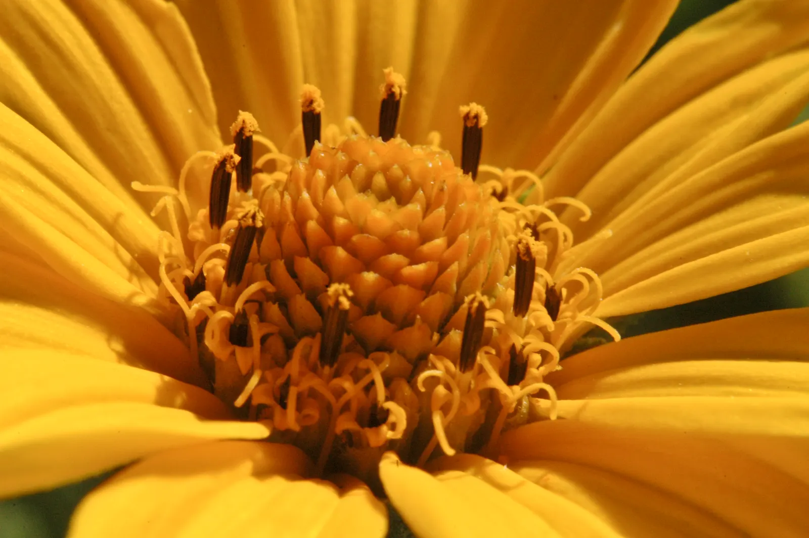 Summer Sun Oxy Eye Sunflower (Heliopsis Helianthoides 'Summer Sun') — This robust plant boasts daisy-like flowers with golden yellow petals radiating from a