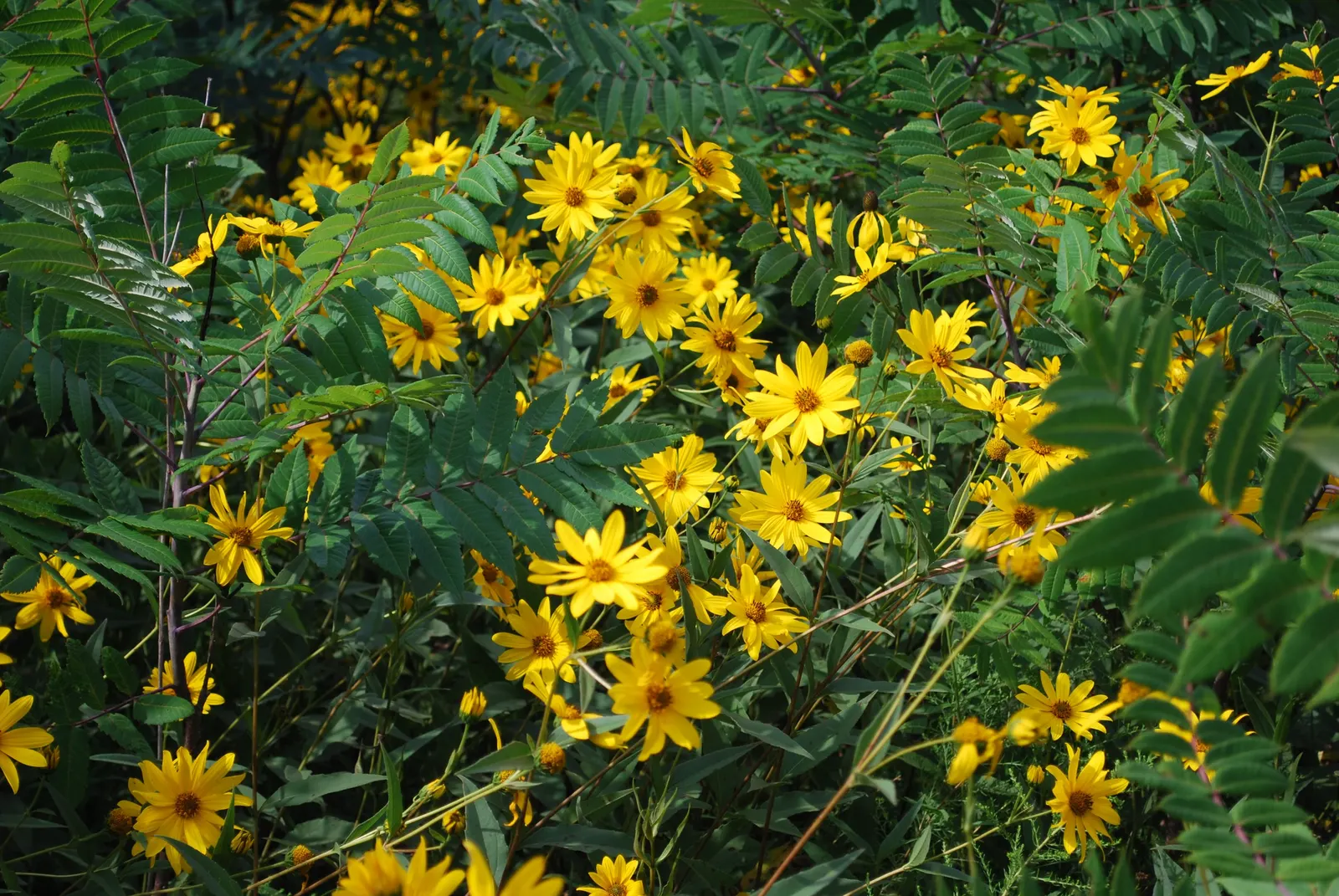 Summer Sun Oxy Eye Sunflower (Heliopsis Helianthoides 'Summer Sun') — is a vibrant and hardy perennial that is a stellar addition to any garden, image 54