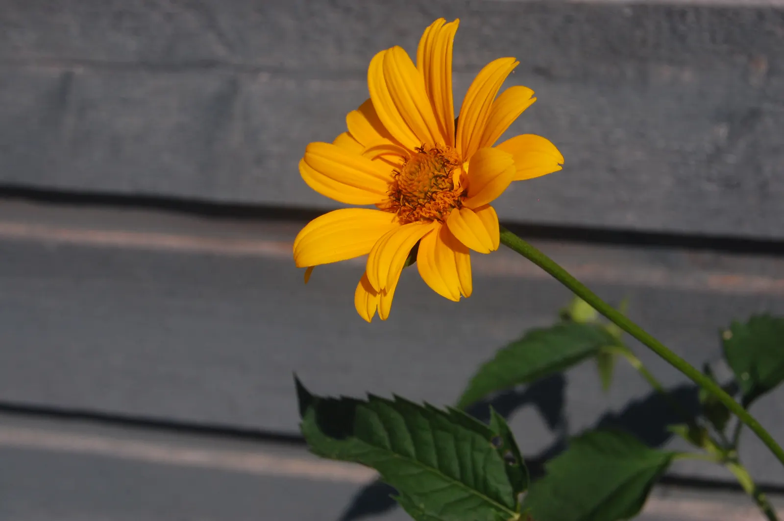 Summer Sun Oxy Eye Sunflower (Heliopsis Helianthoides 'Summer Sun') — commonly referred to as the Summer Sun Oxy Eye Sunflower; perennial for full, image 99