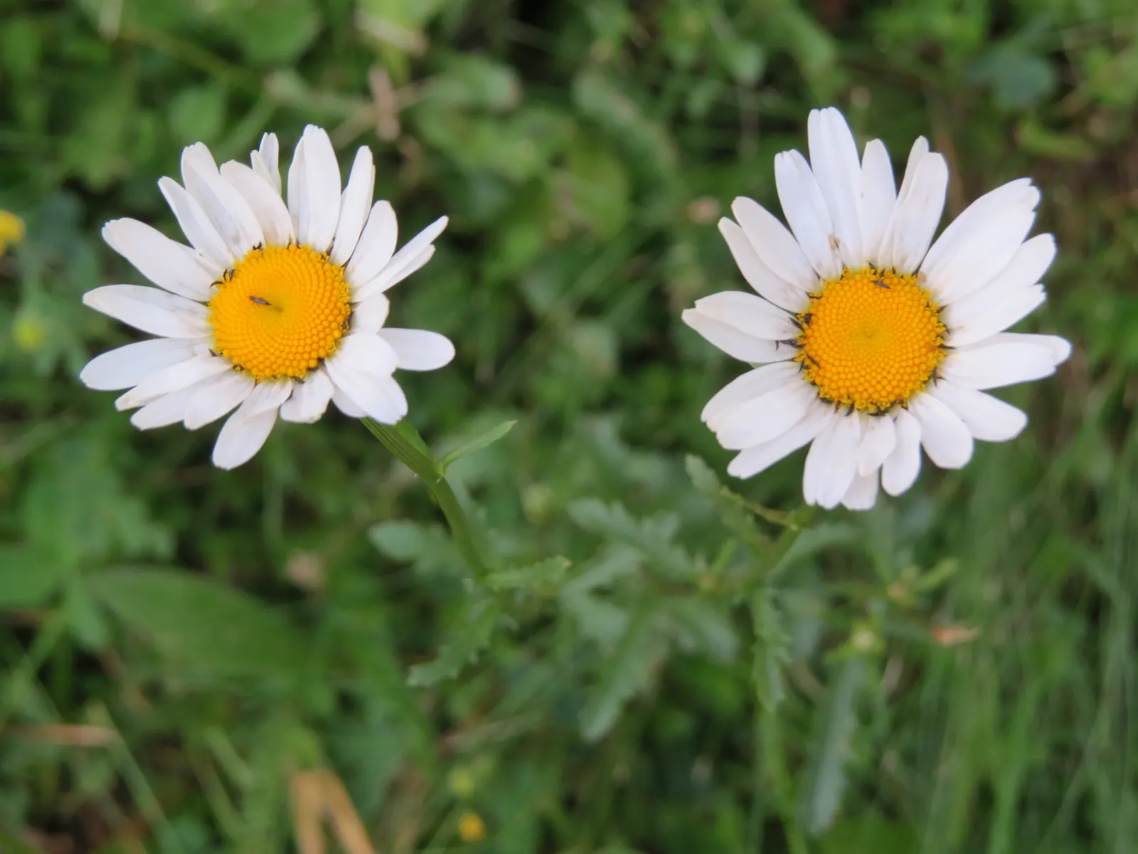 Summer Sun Oxy Eye Sunflower (Heliopsis Helianthoides 'Summer Sun') — semi-double flowers resembling miniature suns; provide a vivid splash of, image 48