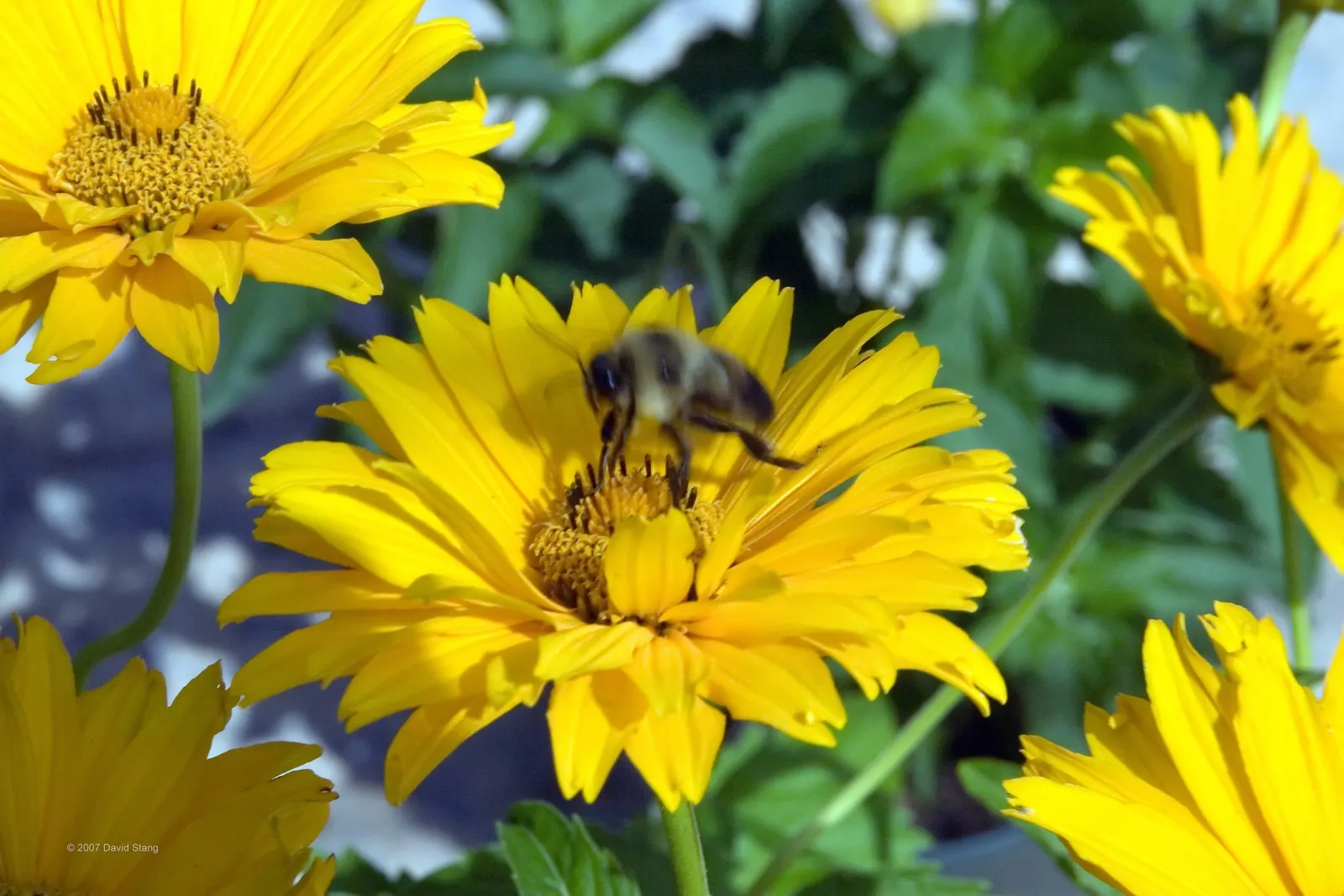 Summer Sun Oxy Eye Sunflower (Heliopsis Helianthoides 'Summer Sun') — its drought tolerance and low maintenance needs make it a suitable candidate, image 40