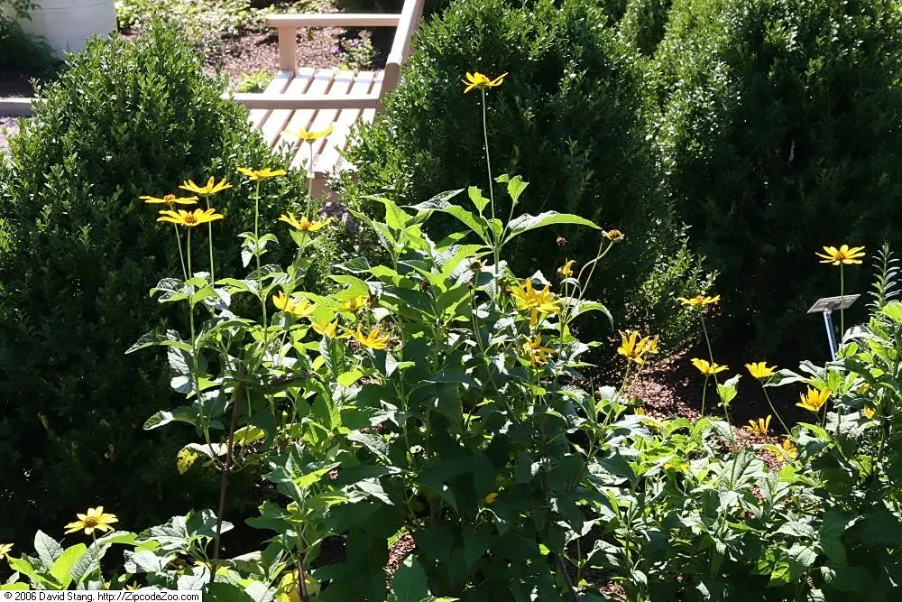 Summer Sun Oxy Eye Sunflower (Heliopsis Helianthoides 'Summer Sun') — adding an extra layer of life and interest to your garden; this sunflower thrives in