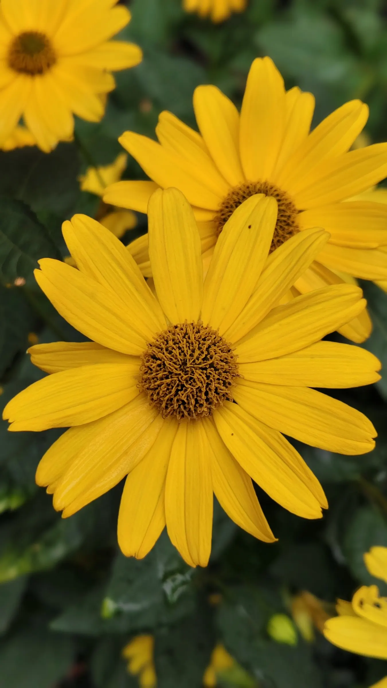 Summer Sun Oxy Eye Sunflower (Heliopsis Helianthoides 'Summer Sun') — provide a vivid splash of color throughout the summer months; this sun lover, image 80