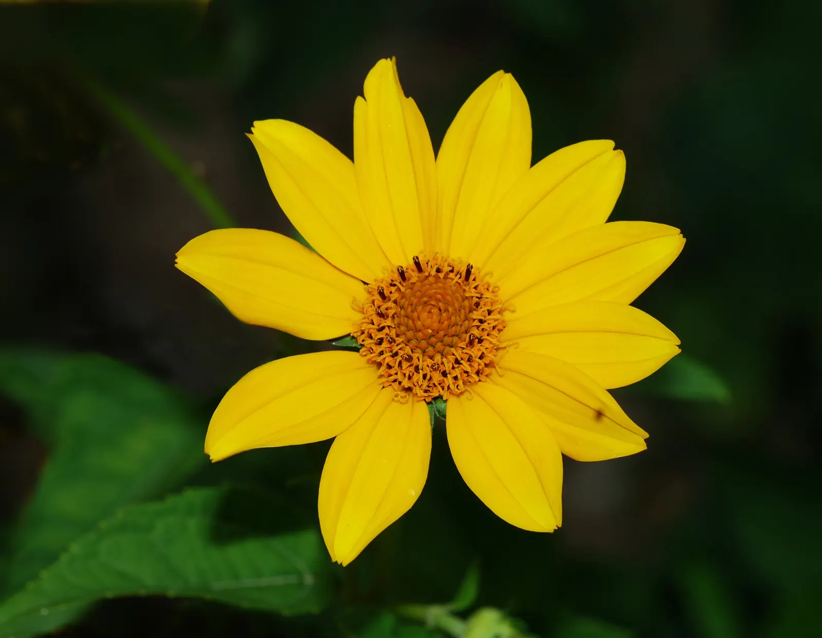 Summer Sun Oxy Eye Sunflower (Heliopsis Helianthoides 'Summer Sun') — though it flourishes best in well-drained soils; its drought tolerance and low