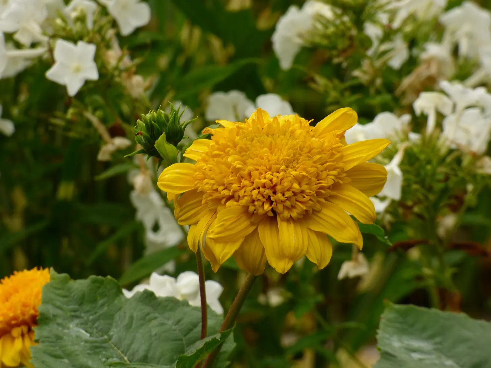 Summer Sun Oxy Eye Sunflower (Heliopsis Helianthoides 'Summer Sun') — This sun lover thrives in USDA Zones 3-9; this robust plant boasts daisy-like, image 74