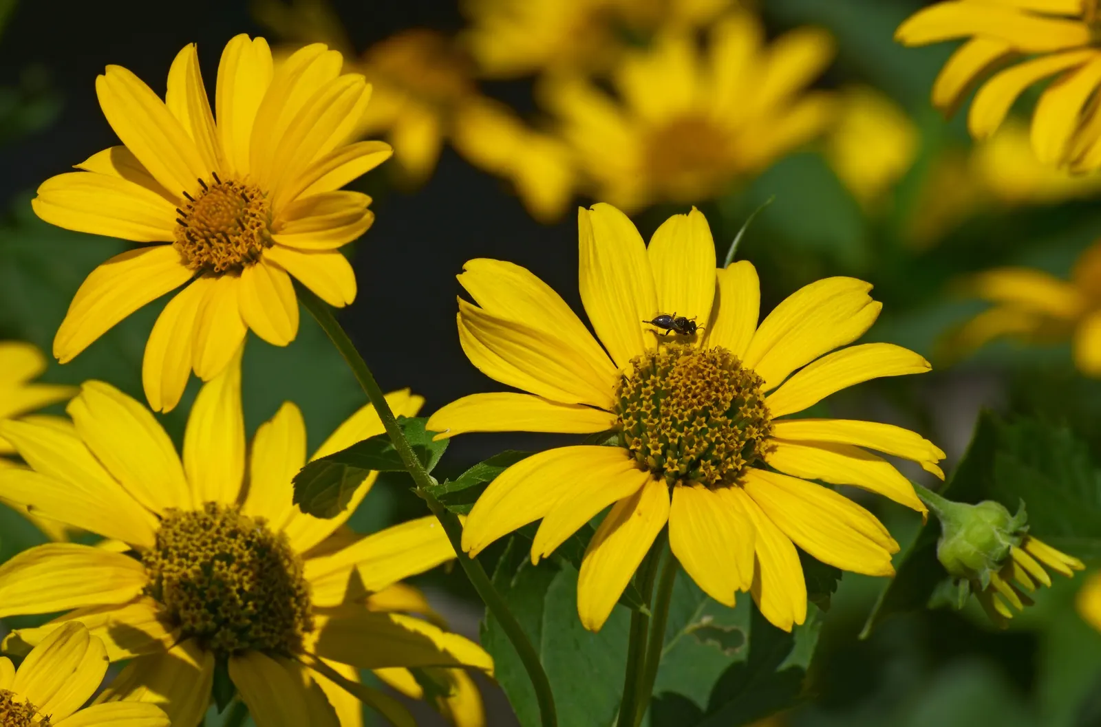 Summer Sun Oxy Eye Sunflower (Heliopsis Helianthoides 'Summer Sun') — toothed leaves add to its dense and bushy appearance
