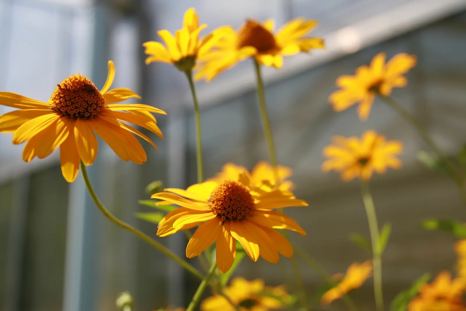 Summer Sun Oxy Eye Sunflower (Heliopsis Helianthoides 'Summer Sun') — perennial for full or half; with minimal care, this plant will be a, image 69