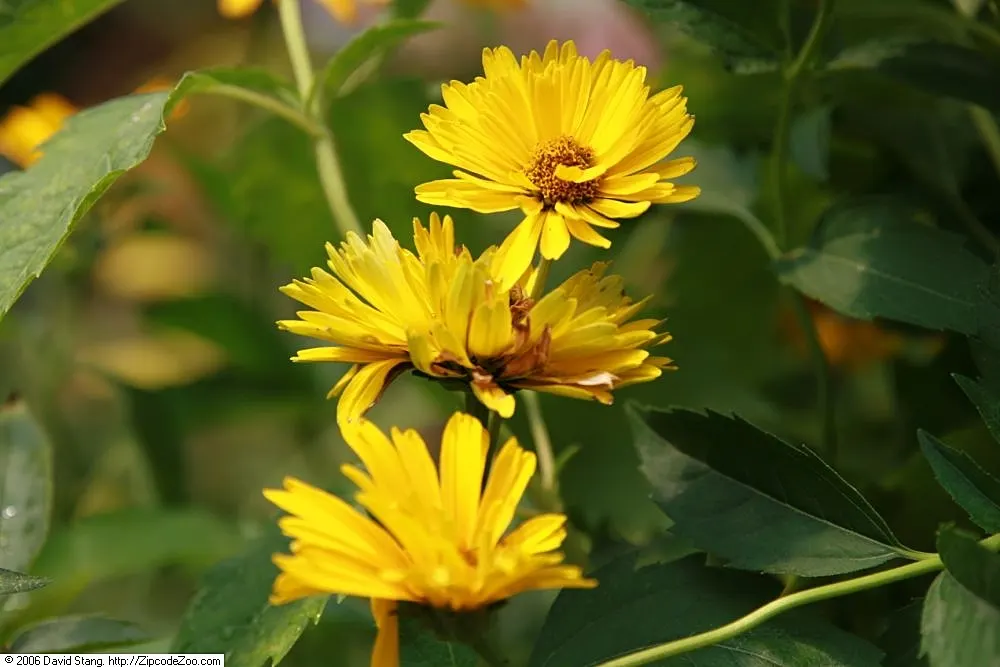 Summer Sun Oxy Eye Sunflower (Heliopsis Helianthoides 'Summer Sun') — With minimal care, this plant will be a delightful and enduring feature in, image 89