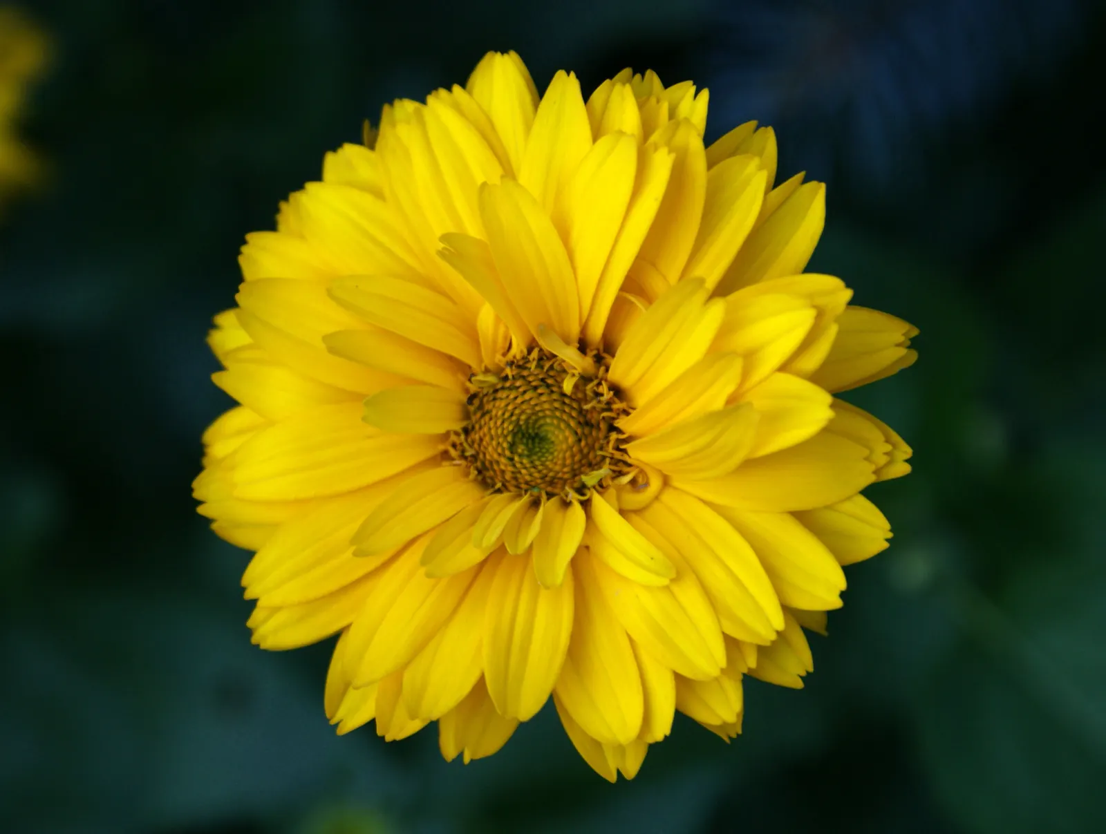 Summer Sun Oxy Eye Sunflower (Heliopsis Helianthoides 'Summer Sun') — the Summer Sun creates a commanding visual presence without overwhelming, image 81