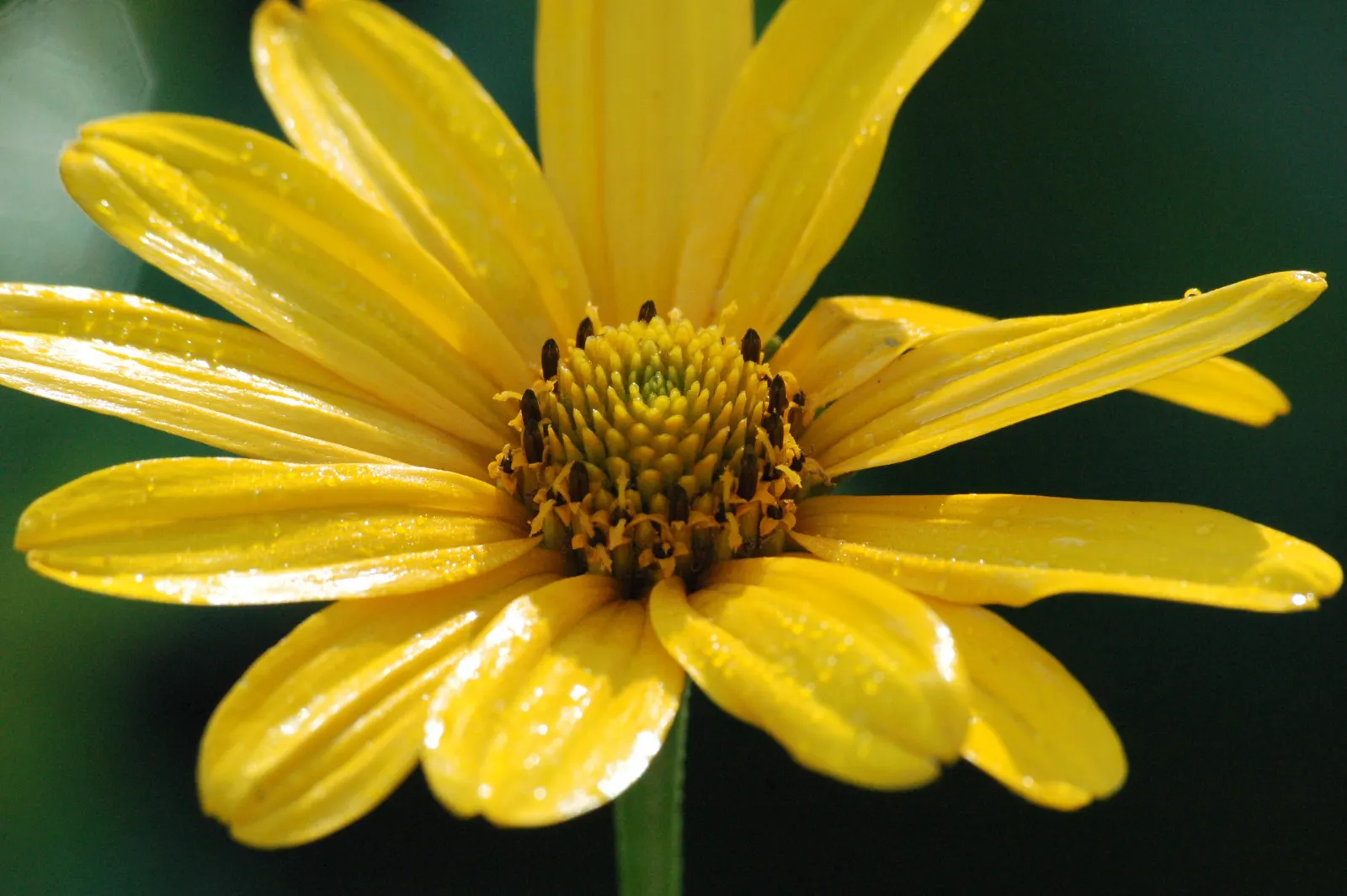 Summer Sun Oxy Eye Sunflower (Heliopsis Helianthoides 'Summer Sun') — The Summer Sun is also known to attract butterflies and other pollinators; is, image 64