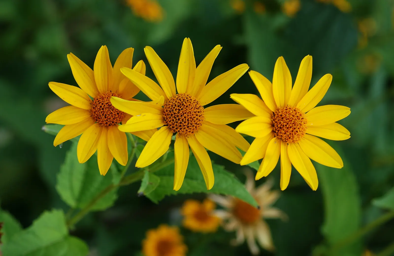 Summer Sun Oxy Eye Sunflower (Heliopsis Helianthoides 'Summer Sun') — Its sturdy stems seldom require staking, even when laden with the weight of, image 59