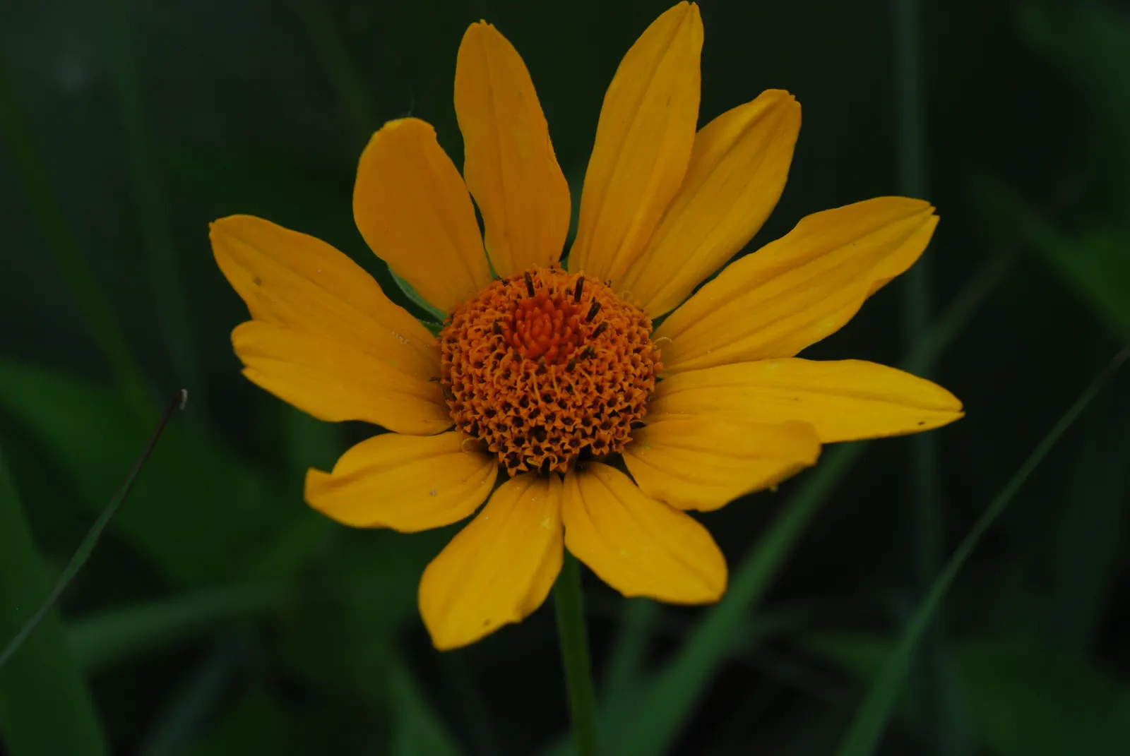 Summer Sun Oxy Eye Sunflower (Heliopsis Helianthoides 'Summer Sun') — The Summer Sun is also known to attract butterflies and other pollinators; is, image 87