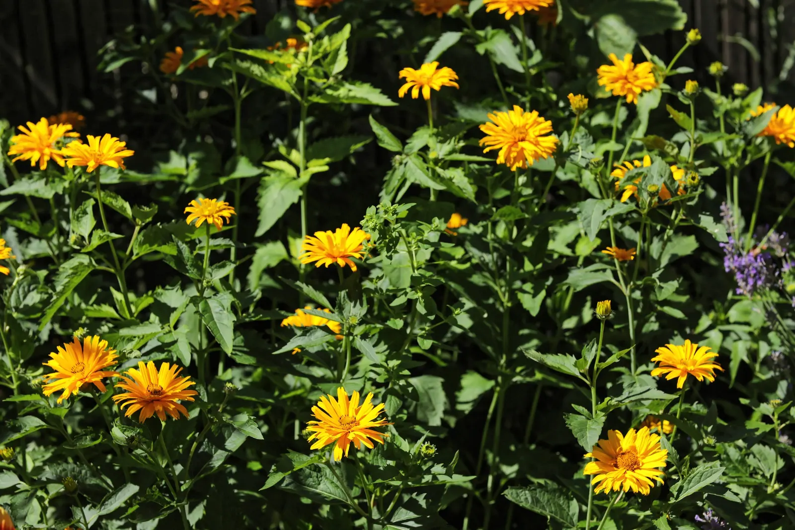Summer Sun Oxy Eye Sunflower (Heliopsis Helianthoides 'Summer Sun') — gold flowers in the garden
