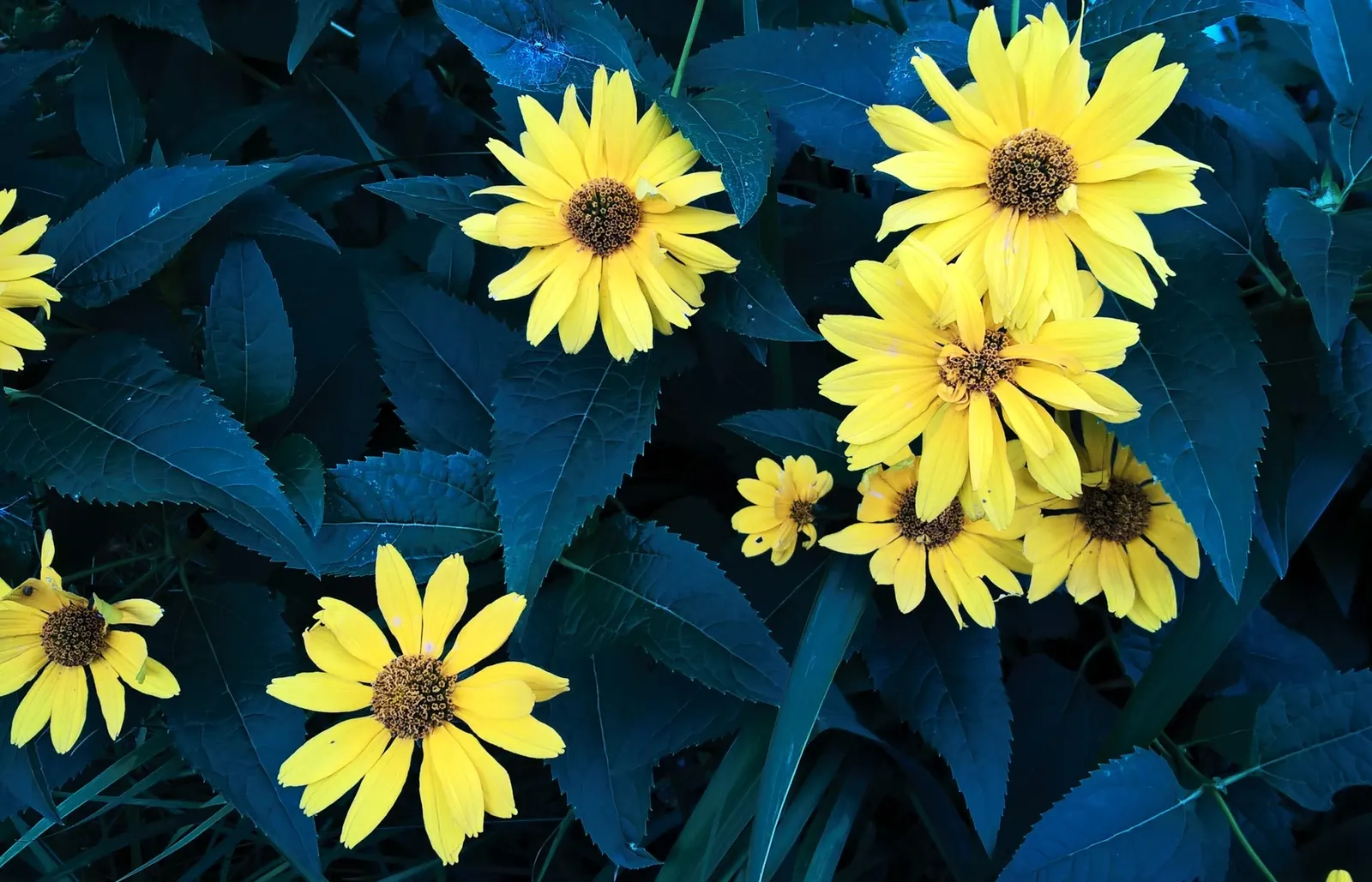 Summer Sun Oxy Eye Sunflower (Heliopsis Helianthoides 'Summer Sun') — This sun lover thrives in USDA Zones 3-9; this robust plant boasts daisy-like, image 97