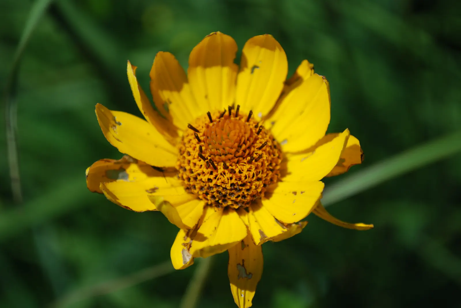 Summer Sun Oxy Eye Sunflower (Heliopsis Helianthoides 'Summer Sun') — toothed leaves add to its dense and bushy appearance; blooms span up to 3 inches across