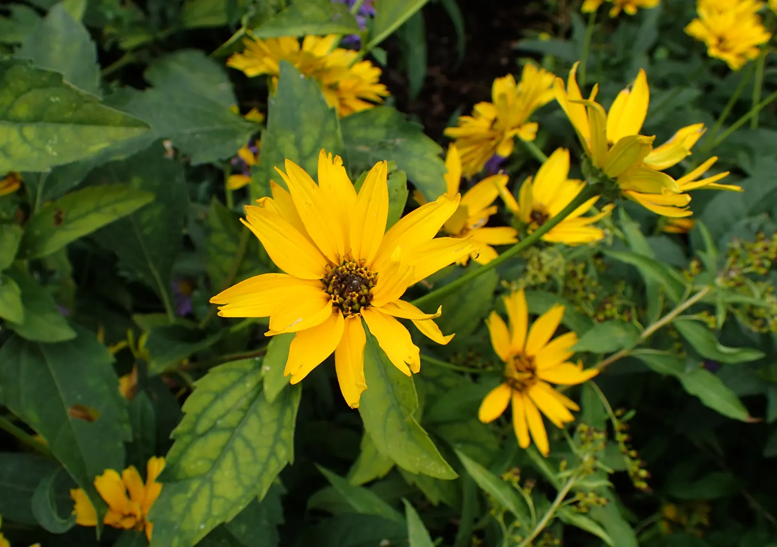 Summer Sun Oxy Eye Sunflower (Heliopsis Helianthoides 'Summer Sun') — low-maintenance choice for vibrant landscapes; though it flourishes best in, image 75