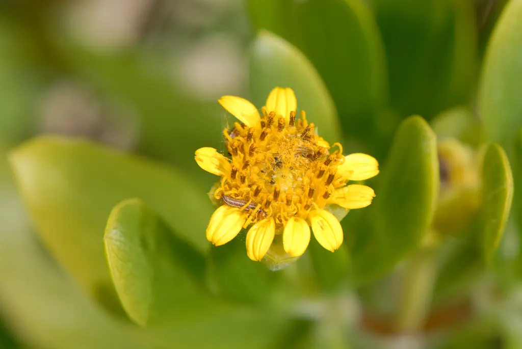 Summer Sun Oxy Eye Sunflower (Heliopsis Helianthoides 'Summer Sun') — its drought tolerance and low maintenance needs make it a suitable candidate for a