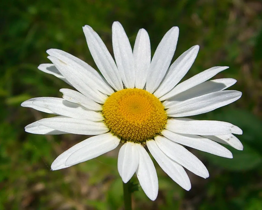 Summer Sun Oxy Eye Sunflower (Heliopsis Helianthoides 'Summer Sun') — It reaches a mature height of 3-4 feet with an equal spread; semi-double, image 50