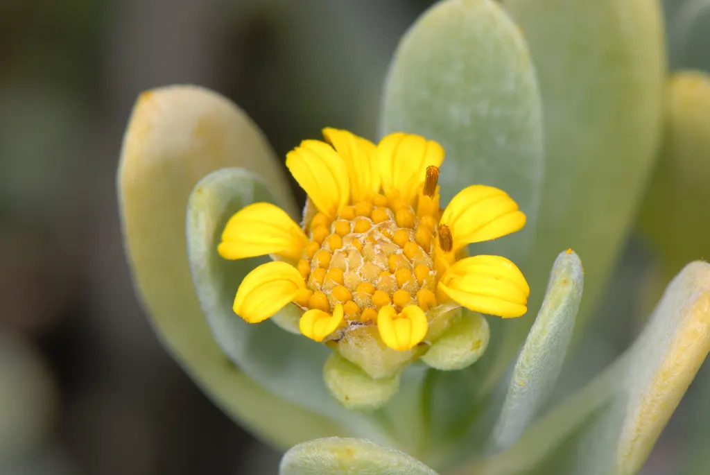 Summer Sun Oxy Eye Sunflower (Heliopsis Helianthoides 'Summer Sun') — The 'Summer Sun' Oxy Eye Sunflower; it reaches a mature height of 3-4 feet with an equal