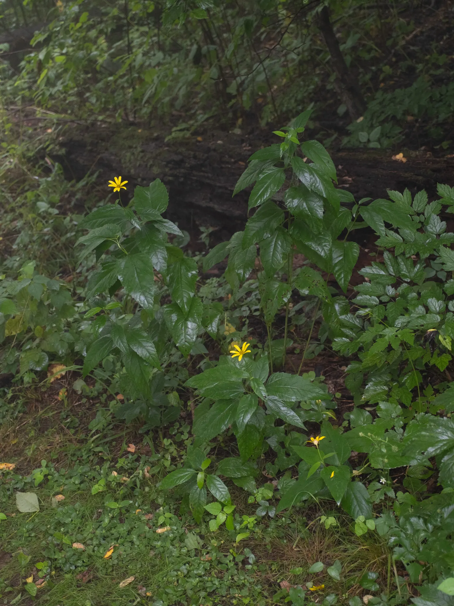 Summer Sun Oxy Eye Sunflower (Heliopsis Helianthoides 'Summer Sun') — semi-double flowers resembling miniature suns; provide a vivid splash of, image 71