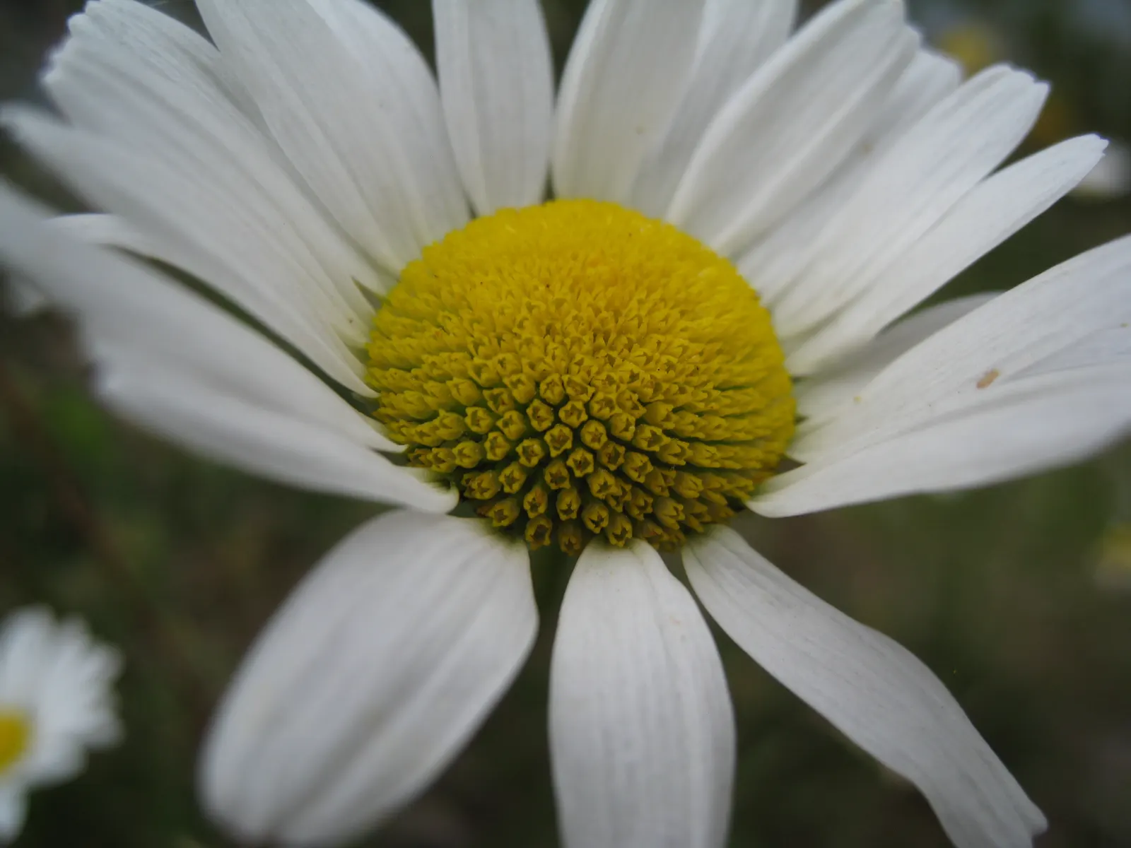 Summer Sun Oxy Eye Sunflower (Heliopsis Helianthoides 'Summer Sun') — toothed leaves add to its dense and bushy appearance; blooms span up to 3, image 83