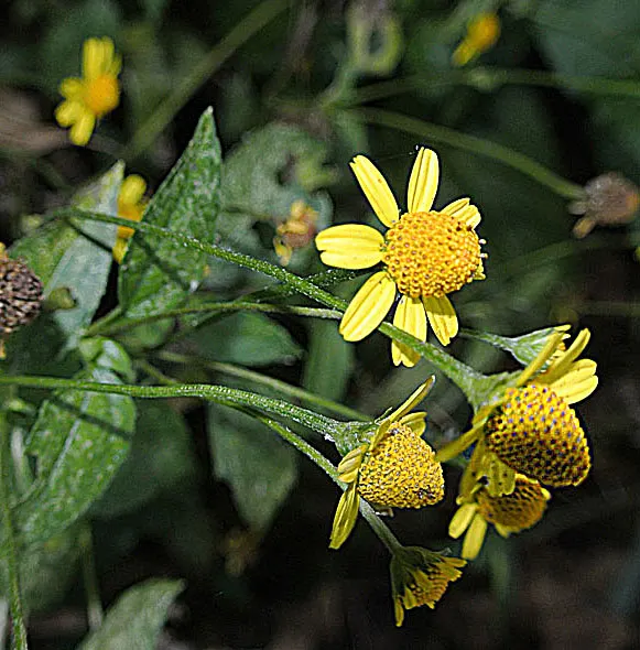 Summer Sun Oxy Eye Sunflower (Heliopsis Helianthoides 'Summer Sun') — the Summer Sun creates a commanding visual presence without overwhelming neighboring