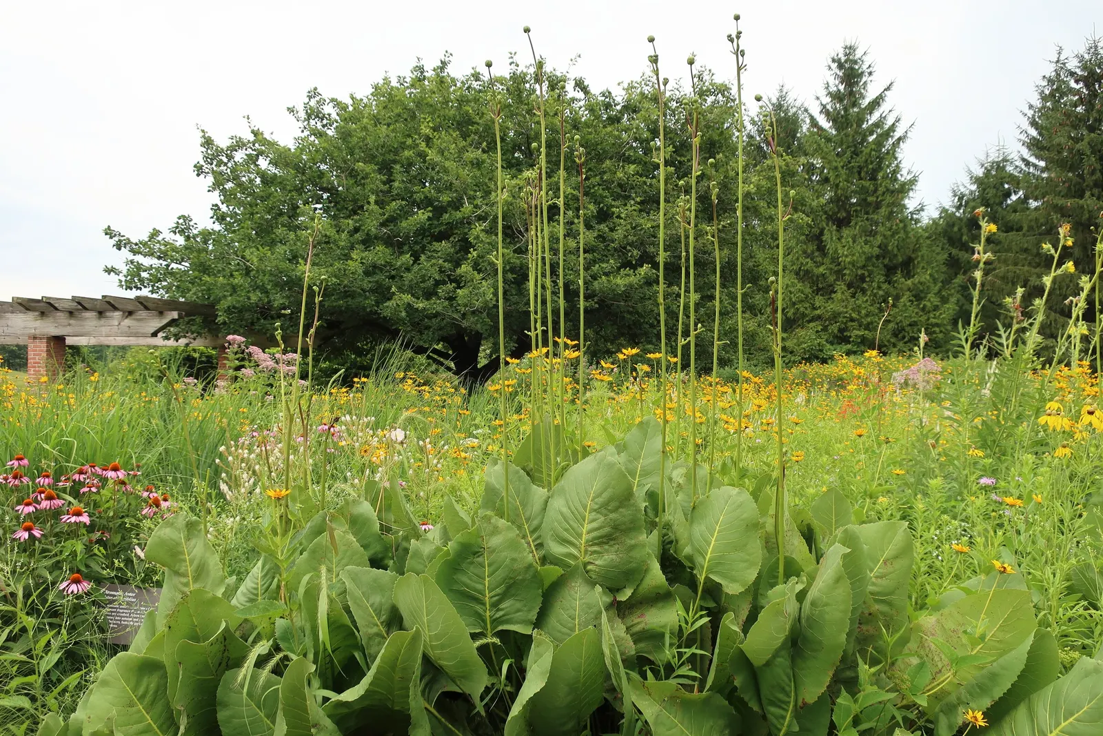 Summer Sun Oxy Eye Sunflower (Heliopsis Helianthoides 'Summer Sun') — its drought tolerance and low maintenance needs make it a suitable candidate, image 109