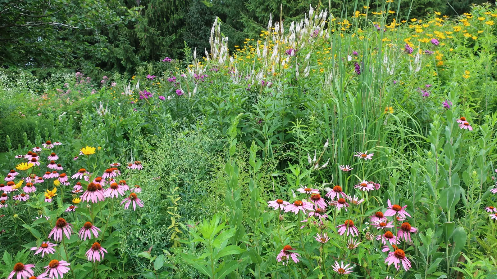 Summer Sun Oxy Eye Sunflower (Heliopsis Helianthoides 'Summer Sun') — is a vibrant and hardy perennial that is a stellar addition to any garden, image 100