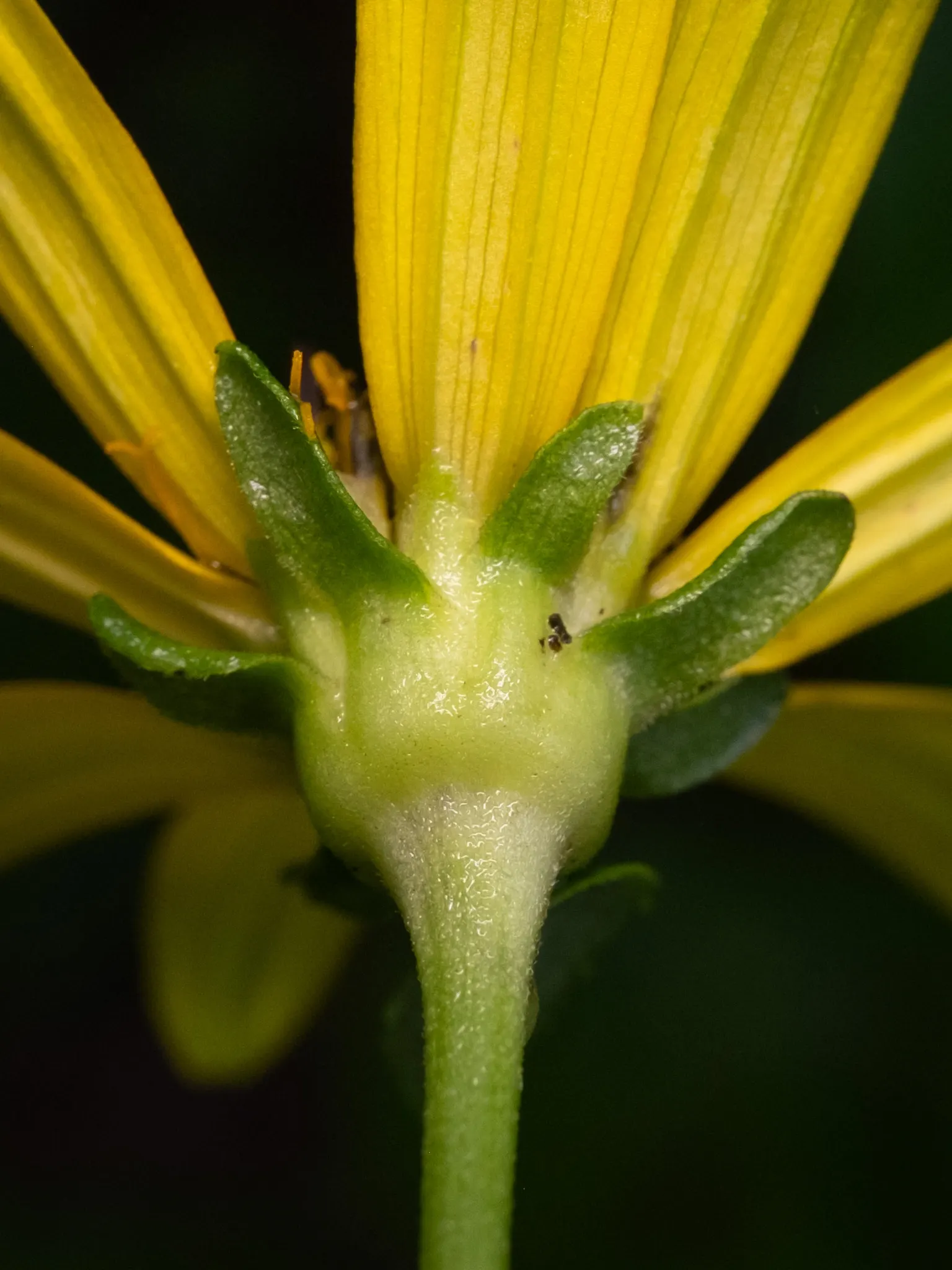Summer Sun Oxy Eye Sunflower (Heliopsis Helianthoides 'Summer Sun') — is a vibrant and hardy perennial that is a stellar addition to any garden landscape