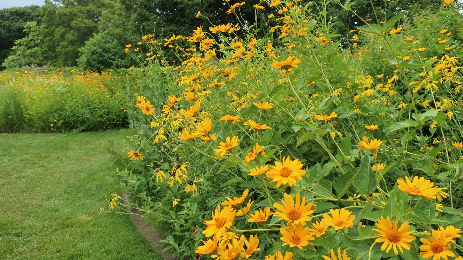Summer Sun Oxy Eye Sunflower (Heliopsis Helianthoides 'Summer Sun') — the Summer Sun creates a commanding visual presence without overwhelming, image 58