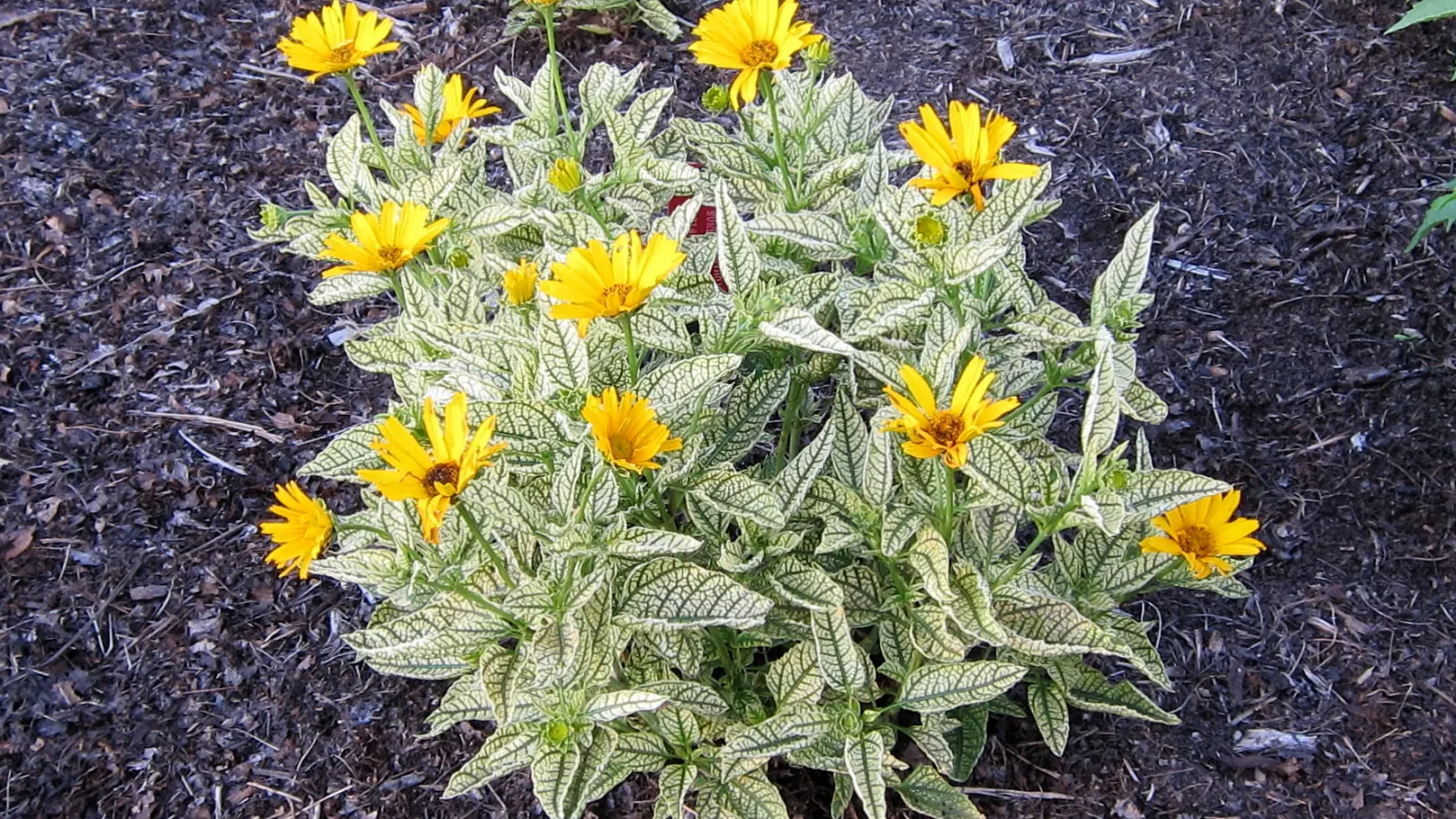 Summer Sun Oxy Eye Sunflower (Heliopsis Helianthoides 'Summer Sun') — perennial for full or half; with minimal care, this plant will be a, image 92