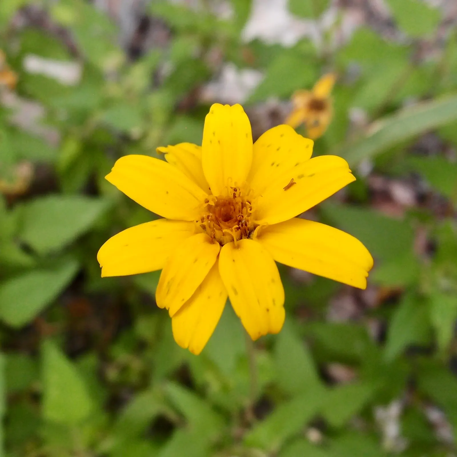 Summer Sun Oxy Eye Sunflower (Heliopsis Helianthoides 'Summer Sun') — though it flourishes best in well-drained soils; its drought tolerance and low, image 108