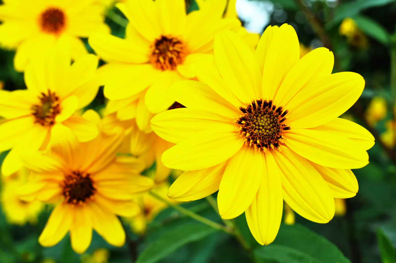 Summer Sun Oxy Eye Sunflower (Heliopsis Helianthoides 'Summer Sun') — The 'Summer Sun' Oxy Eye Sunflower; it reaches a mature height of 3-4 feet, image 70