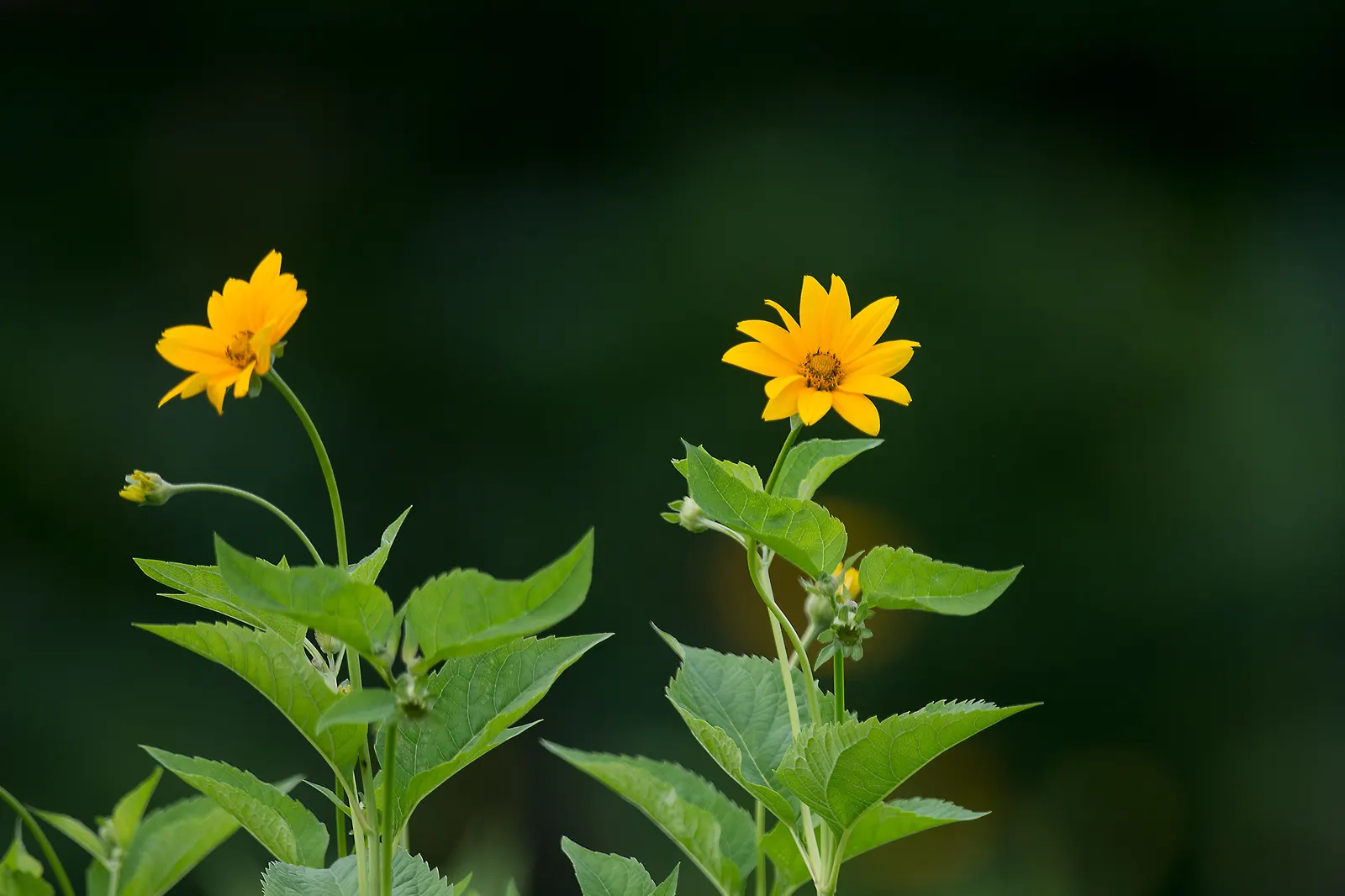 Summer Sun Oxy Eye Sunflower (Heliopsis Helianthoides 'Summer Sun') — adding an extra layer of life and interest to your garden; this sunflower, image 88