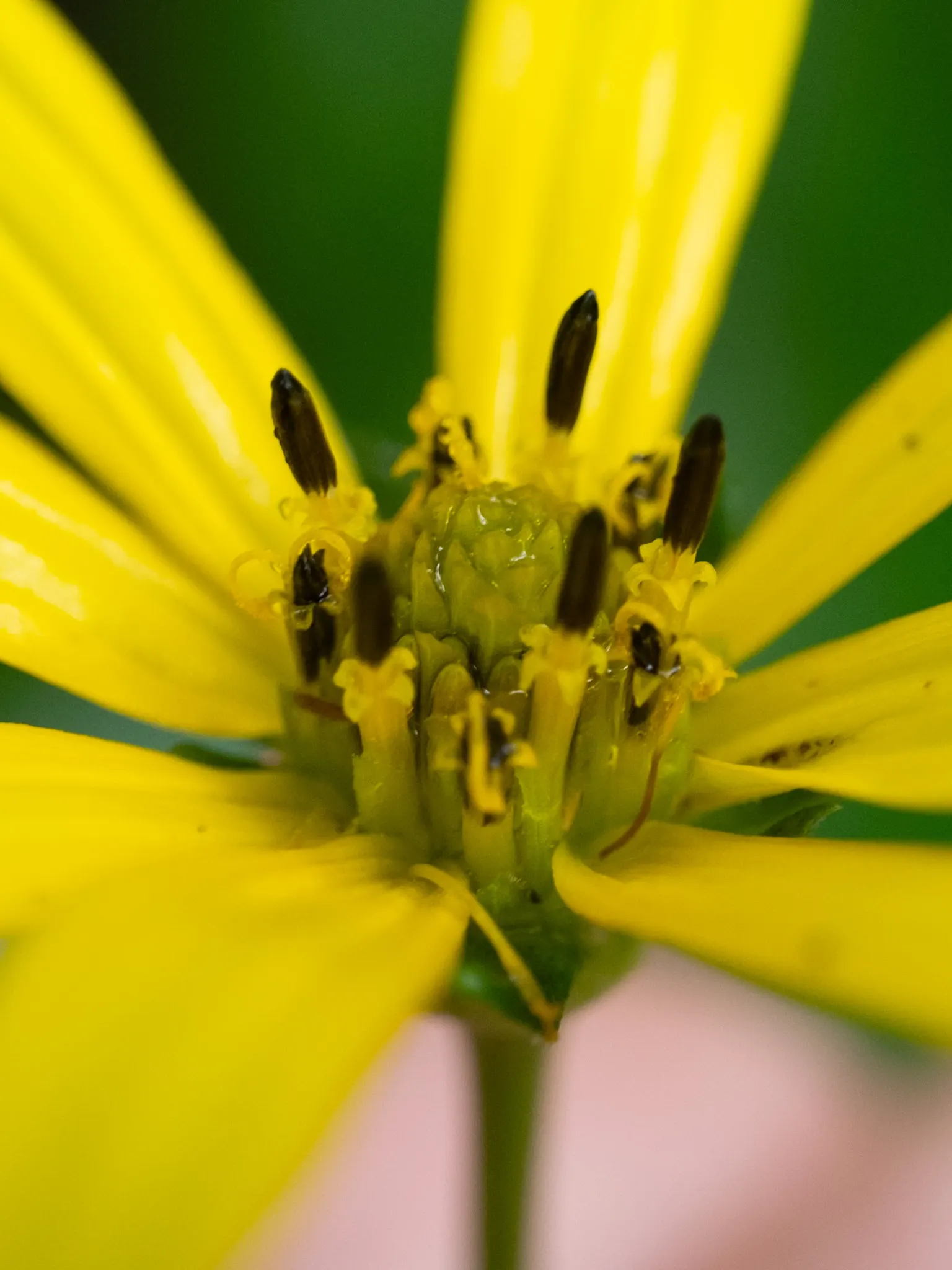 Summer Sun Oxy Eye Sunflower (Heliopsis Helianthoides 'Summer Sun') — semi-double flowers resembling miniature suns; provide a vivid splash of, image 94