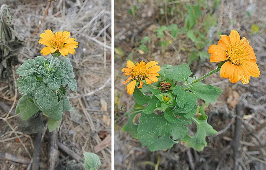 Summer Sun Oxy Eye Sunflower (Heliopsis Helianthoides 'Summer Sun') — This sun lover thrives in USDA Zones 3-9