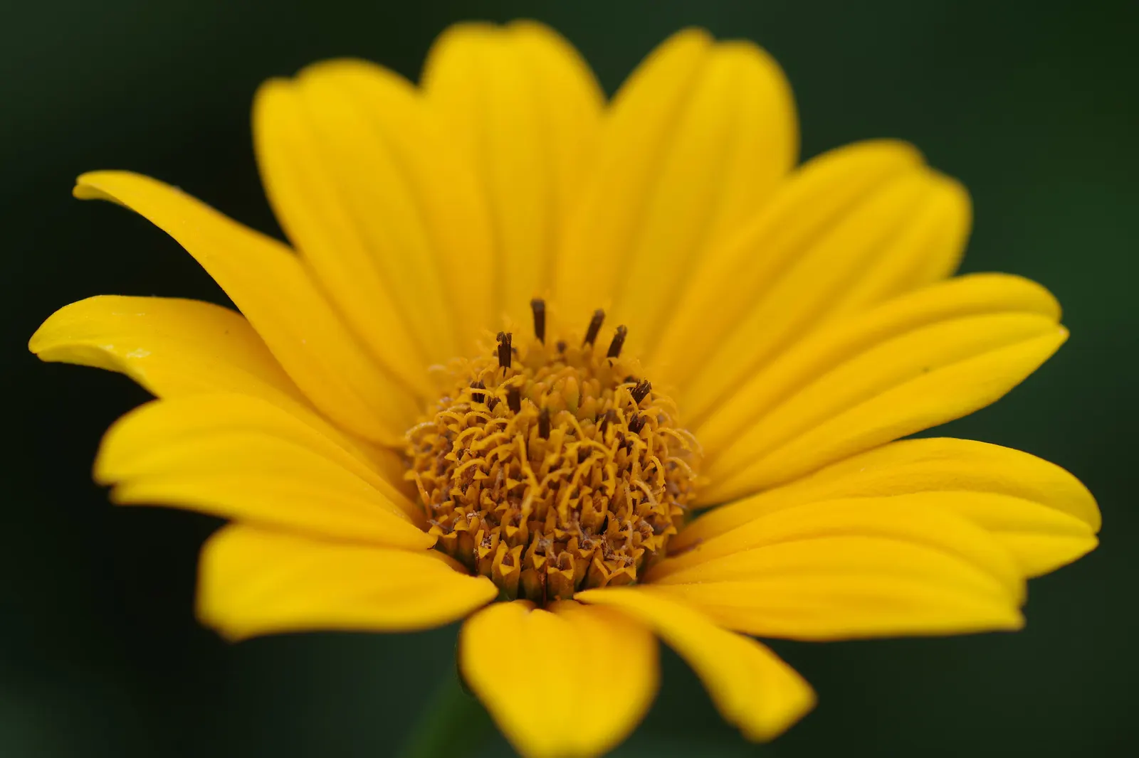 Summer Sun Oxy Eye Sunflower (Heliopsis Helianthoides 'Summer Sun') — The 'Summer Sun' Oxy Eye Sunflower; it reaches a mature height of 3-4 feet, image 47
