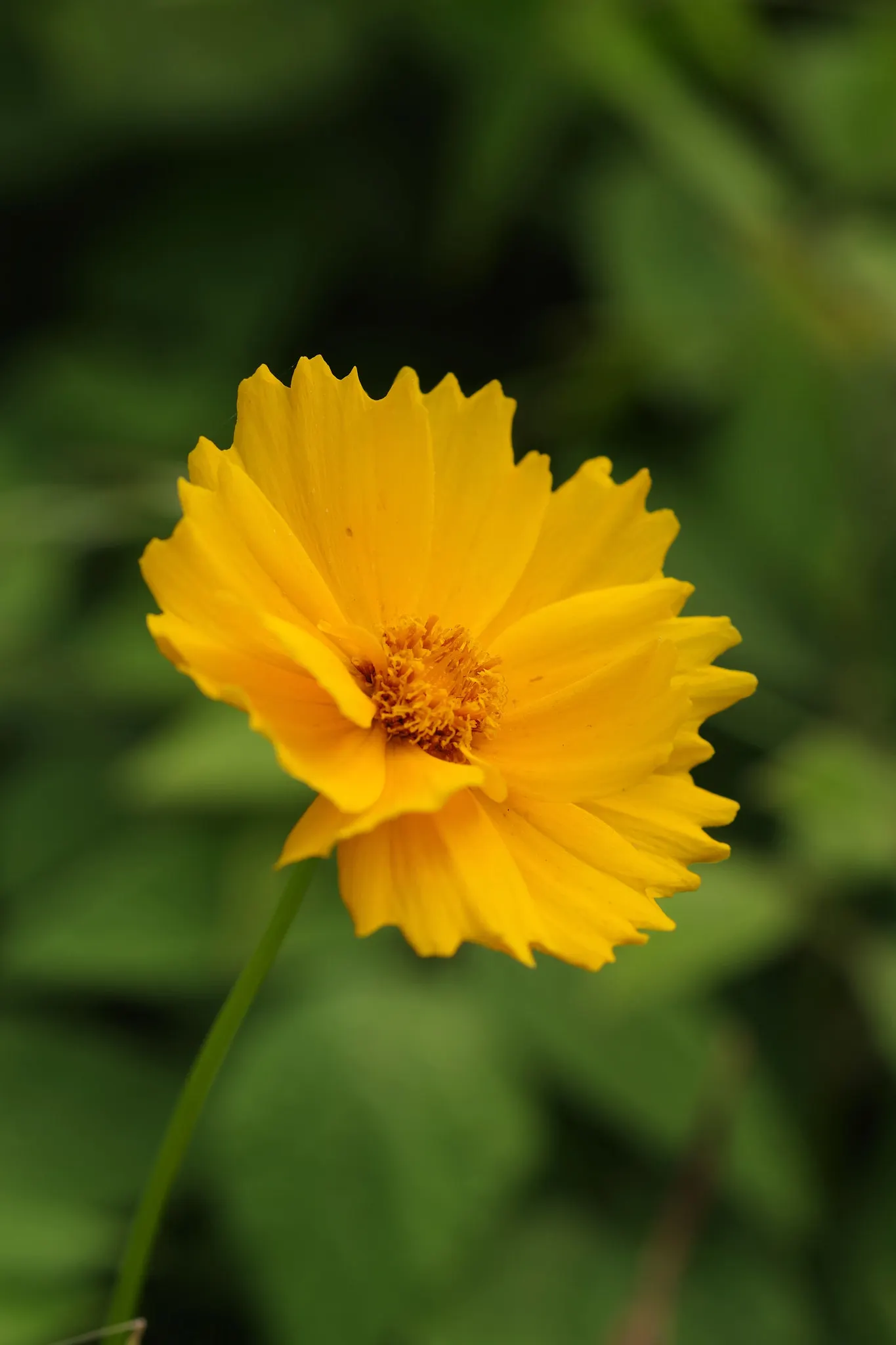 Summer Sun Oxy Eye Sunflower (Heliopsis Helianthoides 'Summer Sun') — its drought tolerance and low maintenance needs make it a suitable candidate, image 86