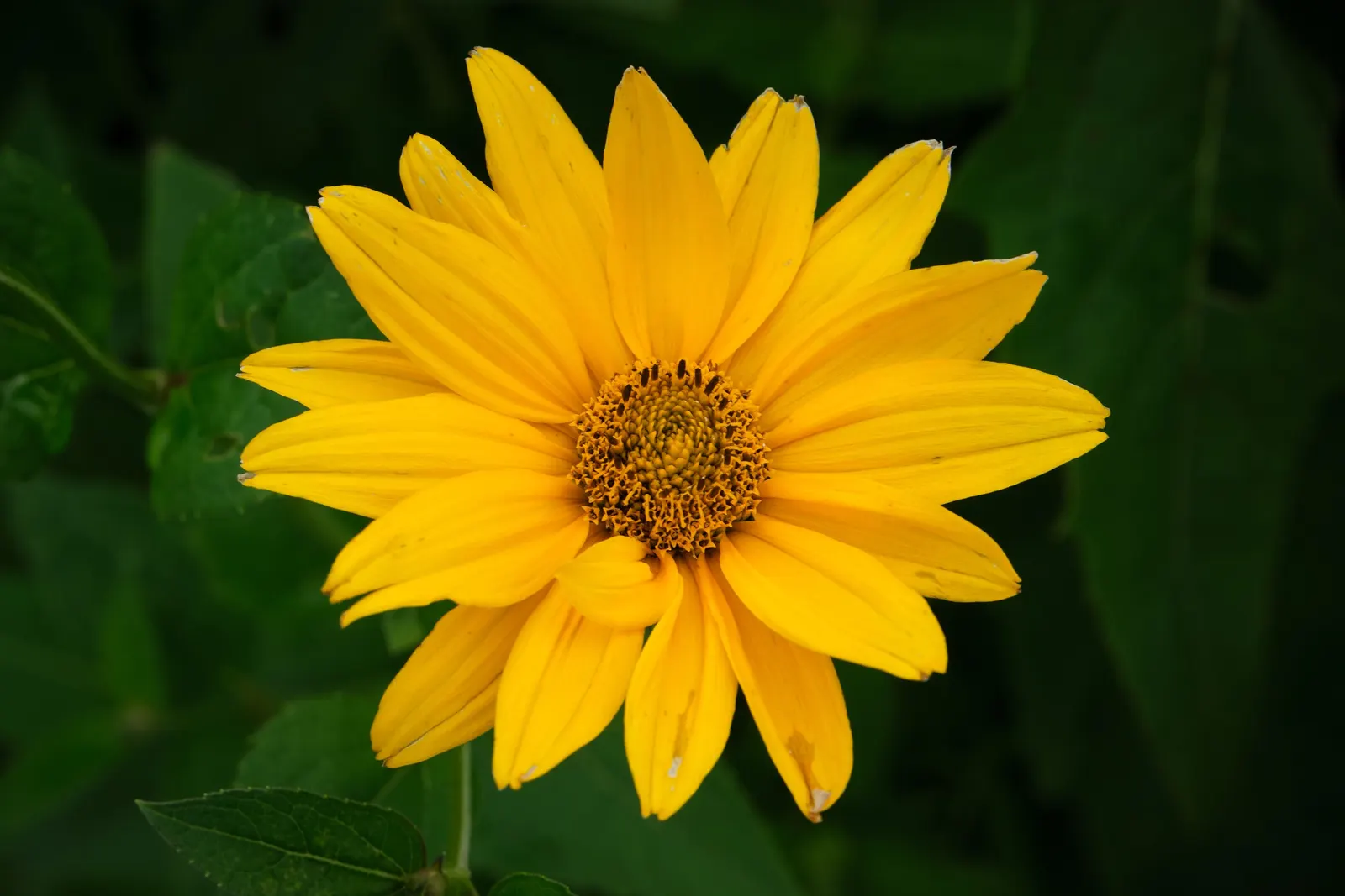 Summer Sun Oxy Eye Sunflower (Heliopsis Helianthoides 'Summer Sun') — The Summer Sun is also known to attract butterflies and other pollinators; is a vibrant