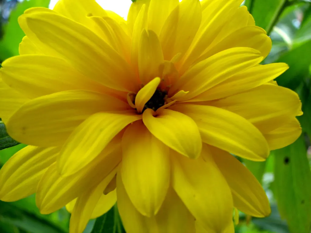 Summer Sun Oxy Eye Sunflower (Heliopsis Helianthoides 'Summer Sun') — is a vibrant and hardy perennial that is a stellar addition to any garden, image 77